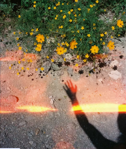 A shadow of an outstretched hand reaches toward bright yellow wildflowers growing on rocky terrain. Warm sunlight bathes the scene in soft orange hues, evoking a serene and hopeful atmosphere
